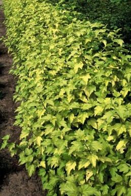 Physocarpus opulifolius 'Dart's Gold'