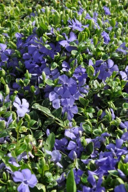 Vinca minor 'Ralph Shugert'