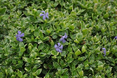 Vinca minor 'Ralph Shugert'