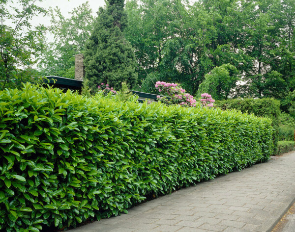 Choosing The Right Hedging Plants