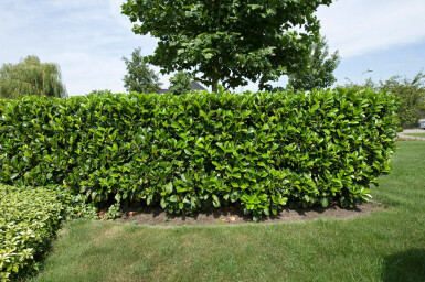 Prunus laurocerasus 'Etna'