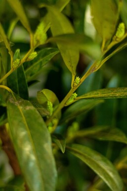 Prunus laurocerasus 'Herbergii'