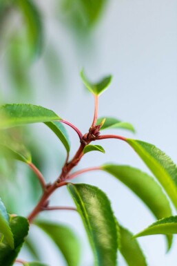 Prunus lusitanica 'Angustifolia' 100-125 cm