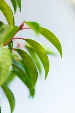 Prunus lusitanica 'Angustifolia' 100-125 cm