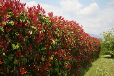 Fraser's photinia Photinia × fraseri 'Red Robin' hedge 60-80 root ball