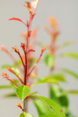 Fraser's photinia Photinia × fraseri 'Red Robin' hedge 60-80 root ball