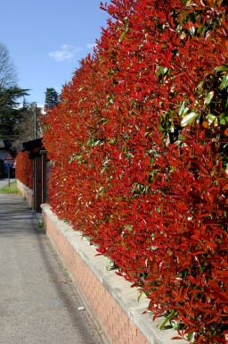 Fraser's photinia Photinia × fraseri 'Red Robin' hedge 60-80 root ball