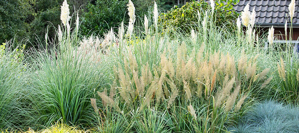 Ornamental grasses: the eye-catchers of autumn