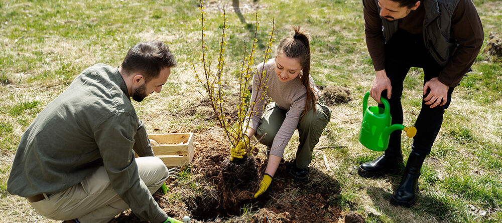 Planting trees in autumn: normal vs. grafted trees