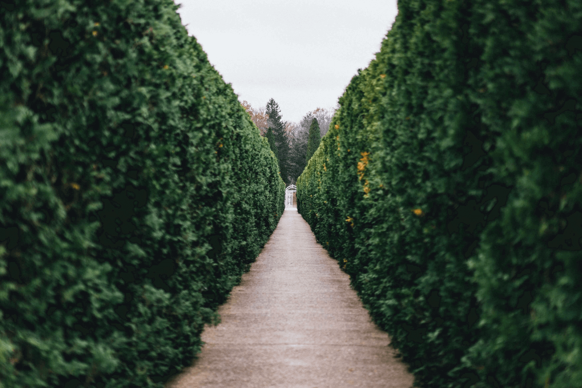 Hedging plants are more than a great way to fence off your garden