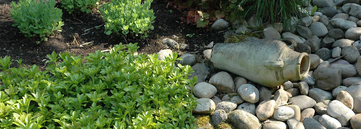 The benefits of hardy ground covers