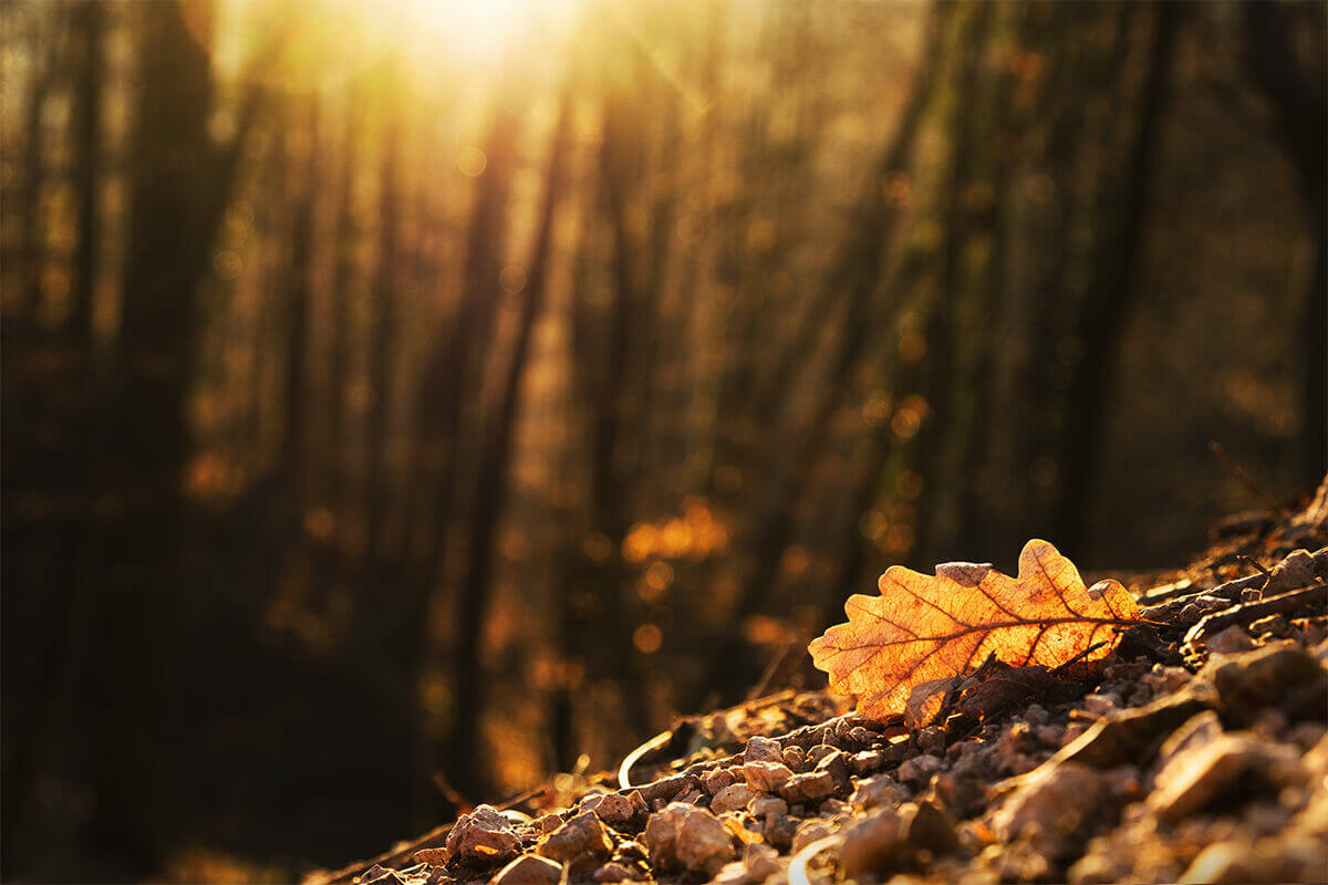 Autumn garden