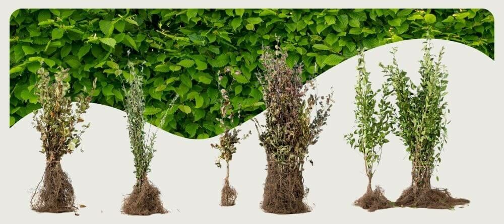 Planting bare root plants: what are the benefits and how do you do it?