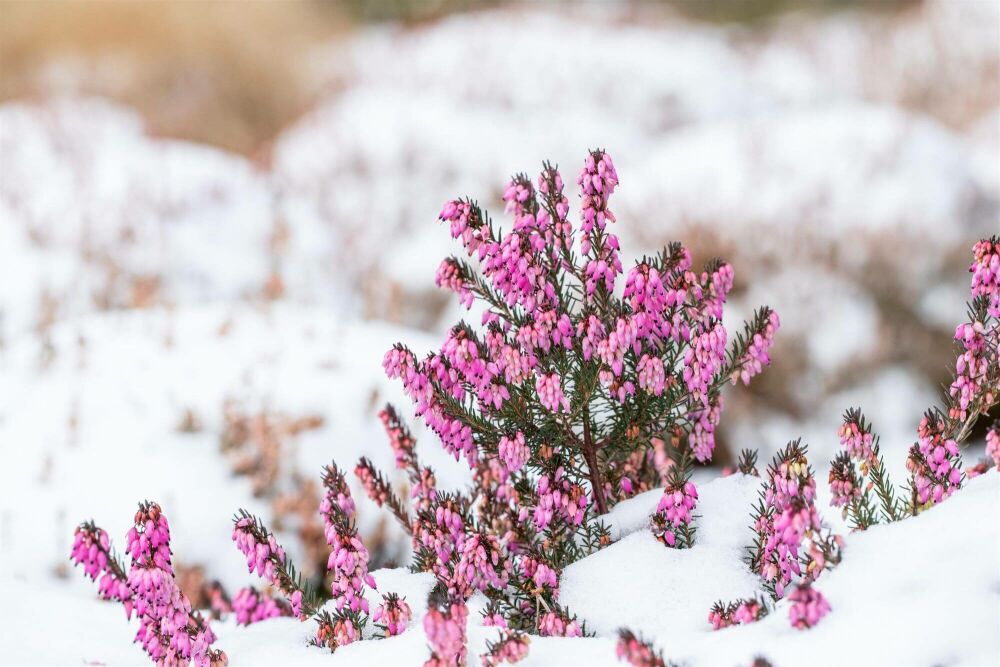 Summer colours during winter