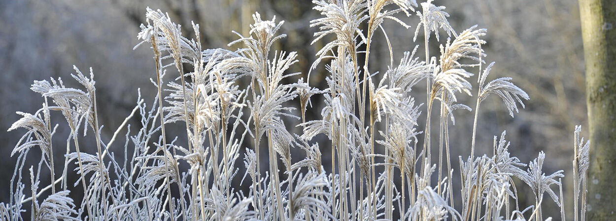 Ornamental grasses: the eye-catchers of autumn