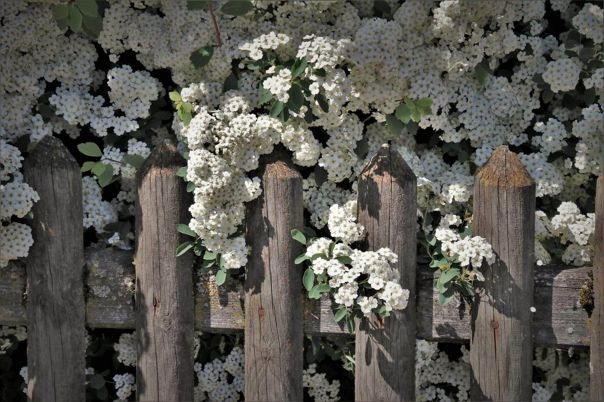 Want to cut costs? Plant a hedge!