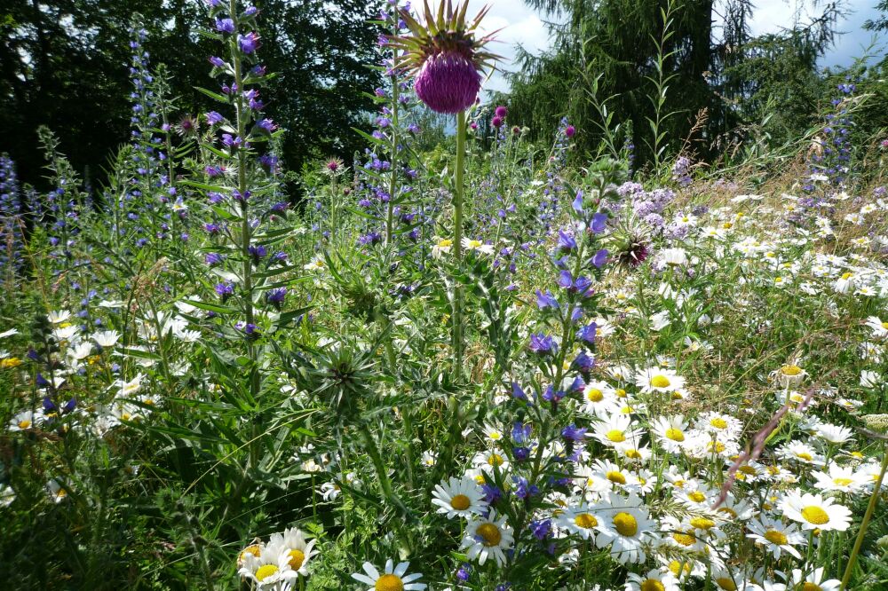 Why native plants are essential for a sustainable garden