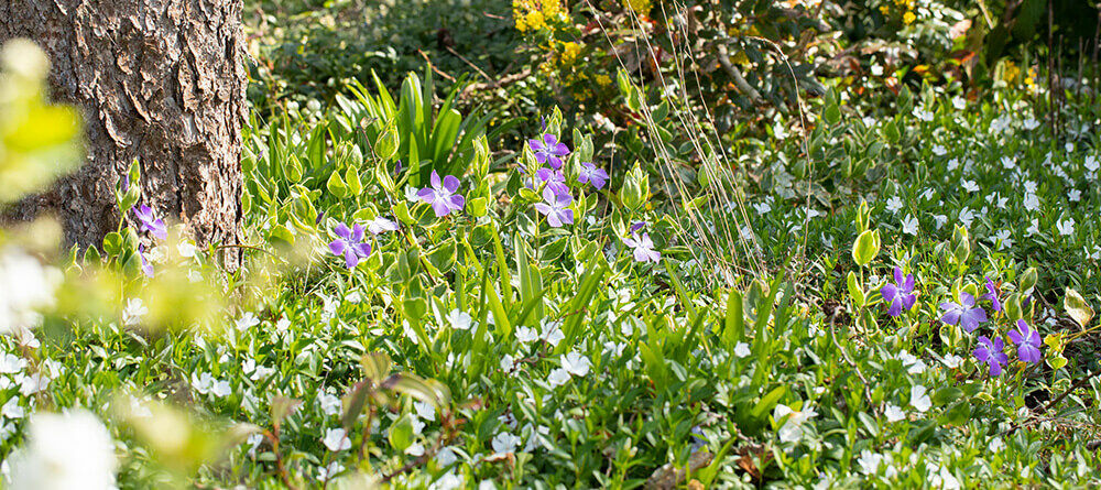 The benefits of hardy ground covers