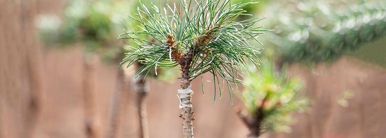 Planting trees in autumn: normal vs. grafted trees