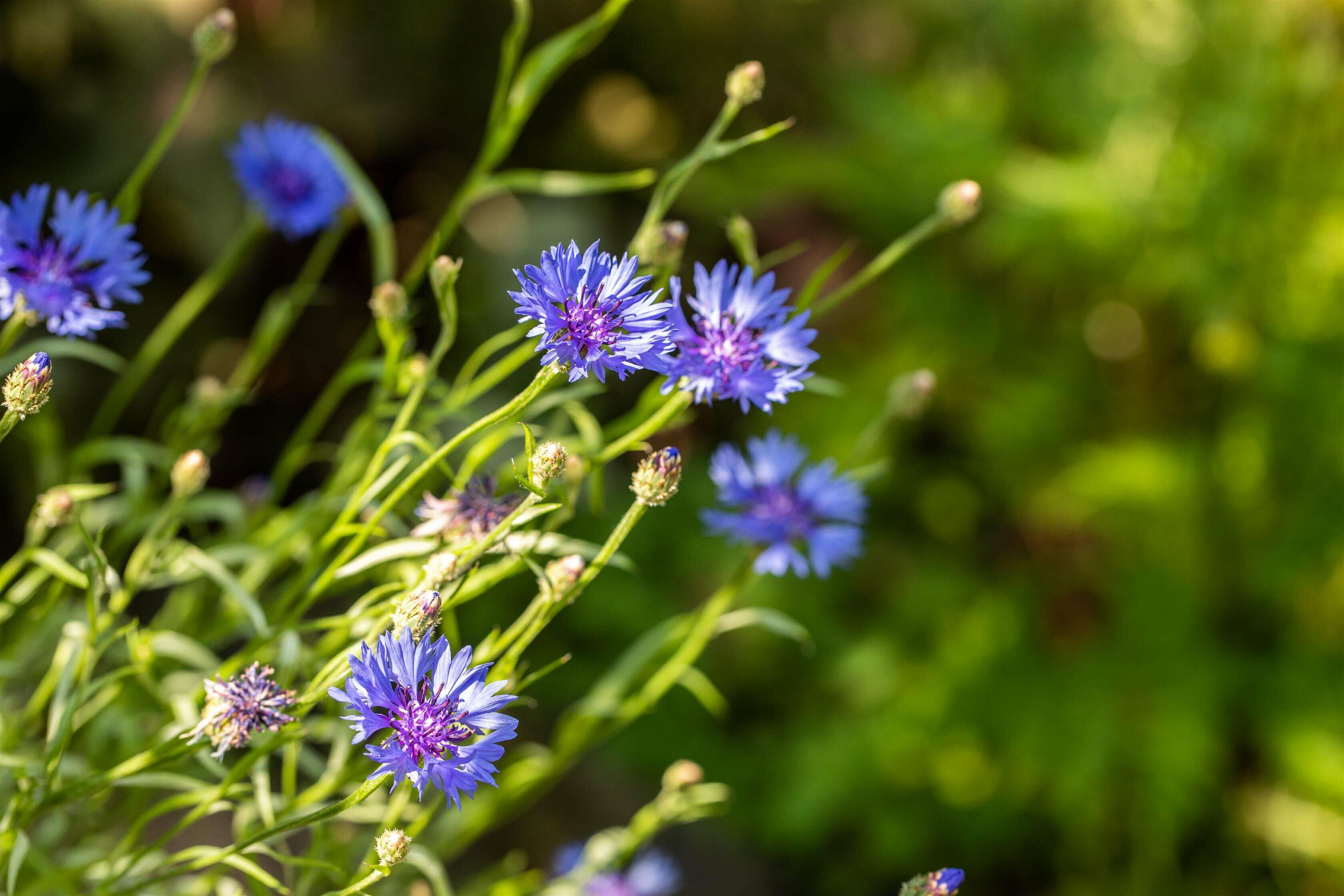 Why native plants are essential for a sustainable garden