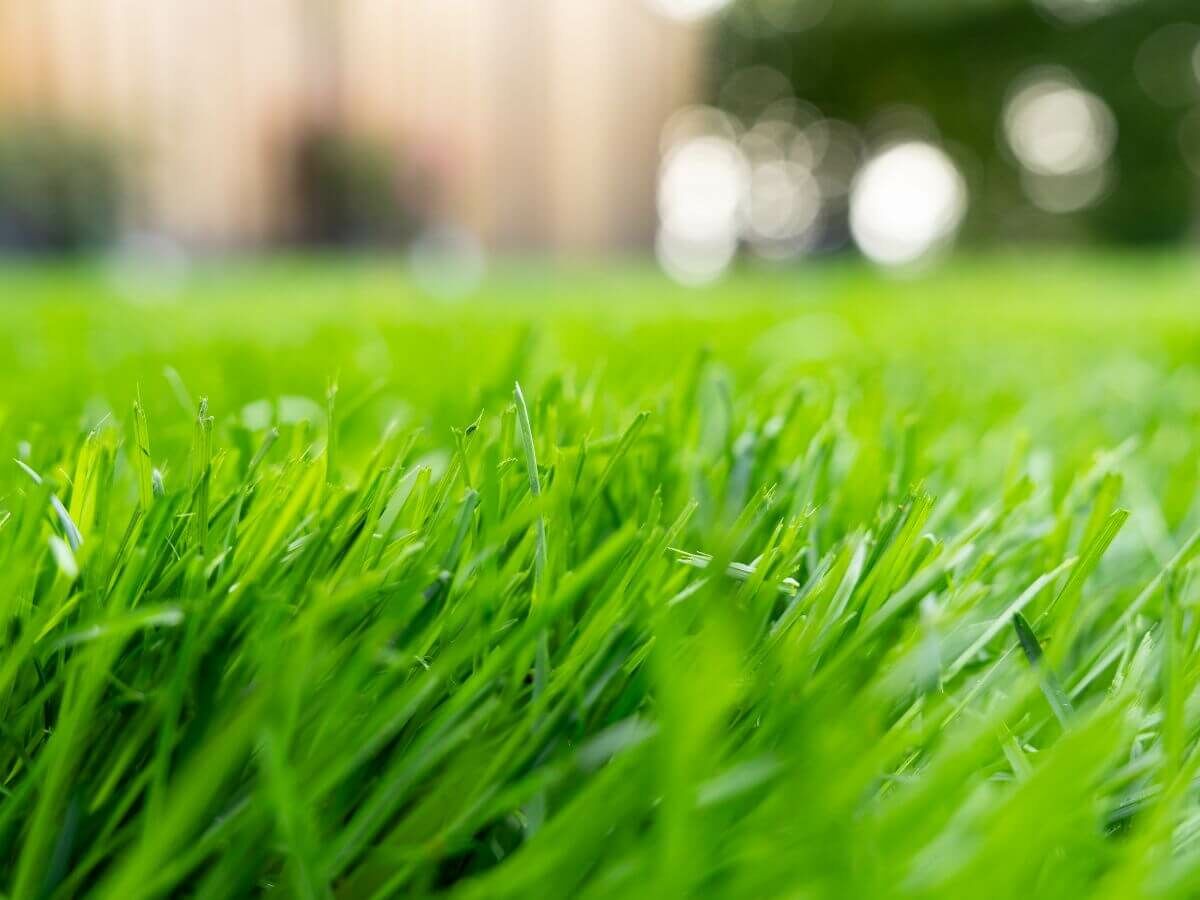 Step-by-step plan for laying turf