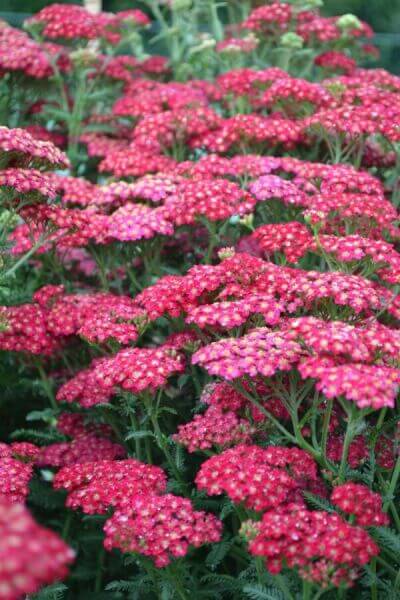 red-flowering shrubs: ignite your garden with vibrant hues | Heijnen Plants