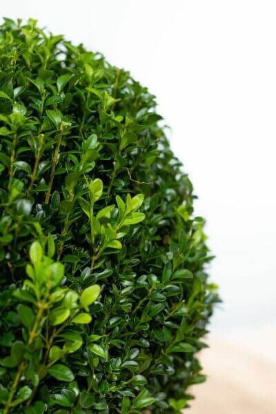 Hedge Plants For Noise Buffering