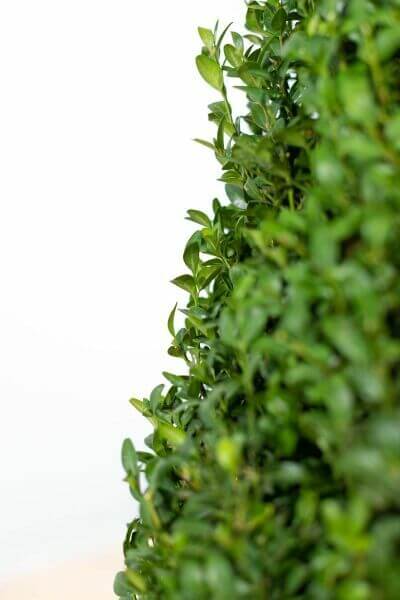 Tall Hedging Plants For Maximum Privacy
