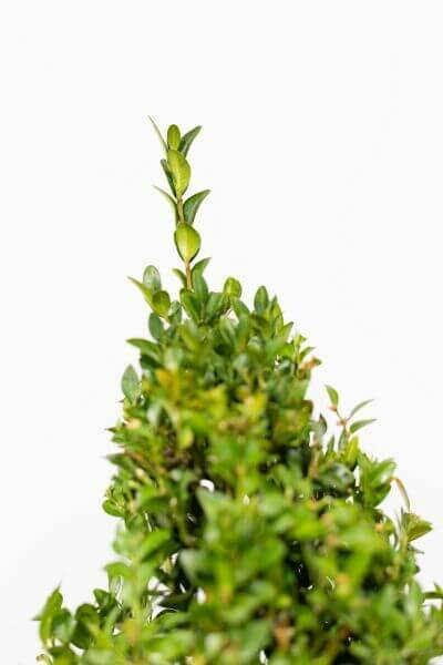 Best Hedging Plants For Smooth Trimming