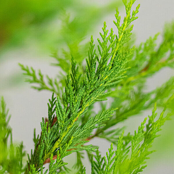 Fast-growing Evergreen Hedge Plants