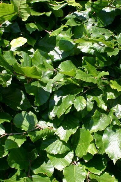 Best Hedging Plants For Texture