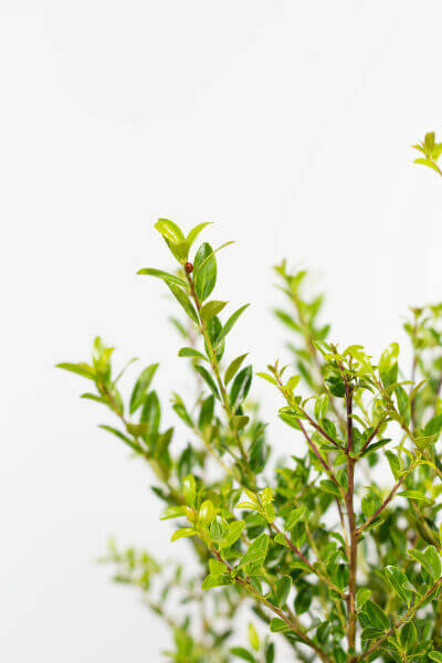Fast-growing Evergreen Hedge Plants