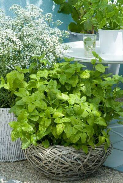Best Hedging Plants For Eco-friendly Gardens