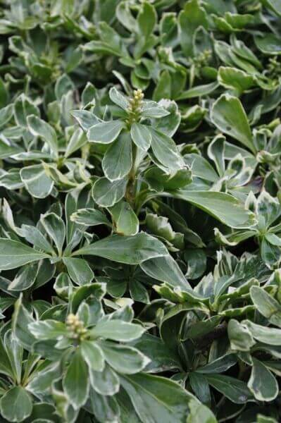 Hedging Plants For All Year Interest