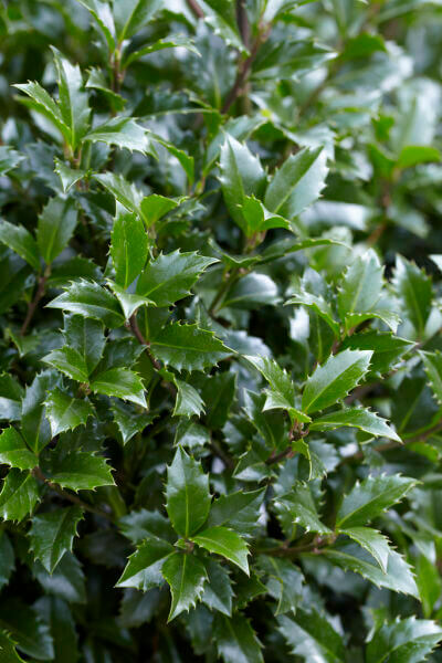 Hedge Plants For Protecting Gardens
